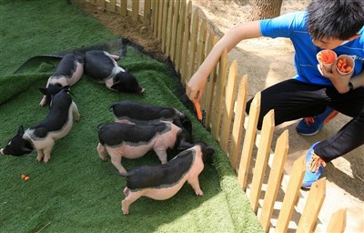 Vad skulle du göra om marsvin får värmeslag